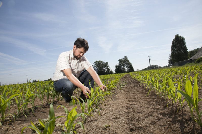 Agriculteur observant l'évolution physiologique du maïs