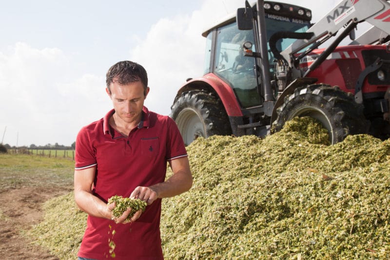 Agriculteur observant la qualité du maïs ensilage