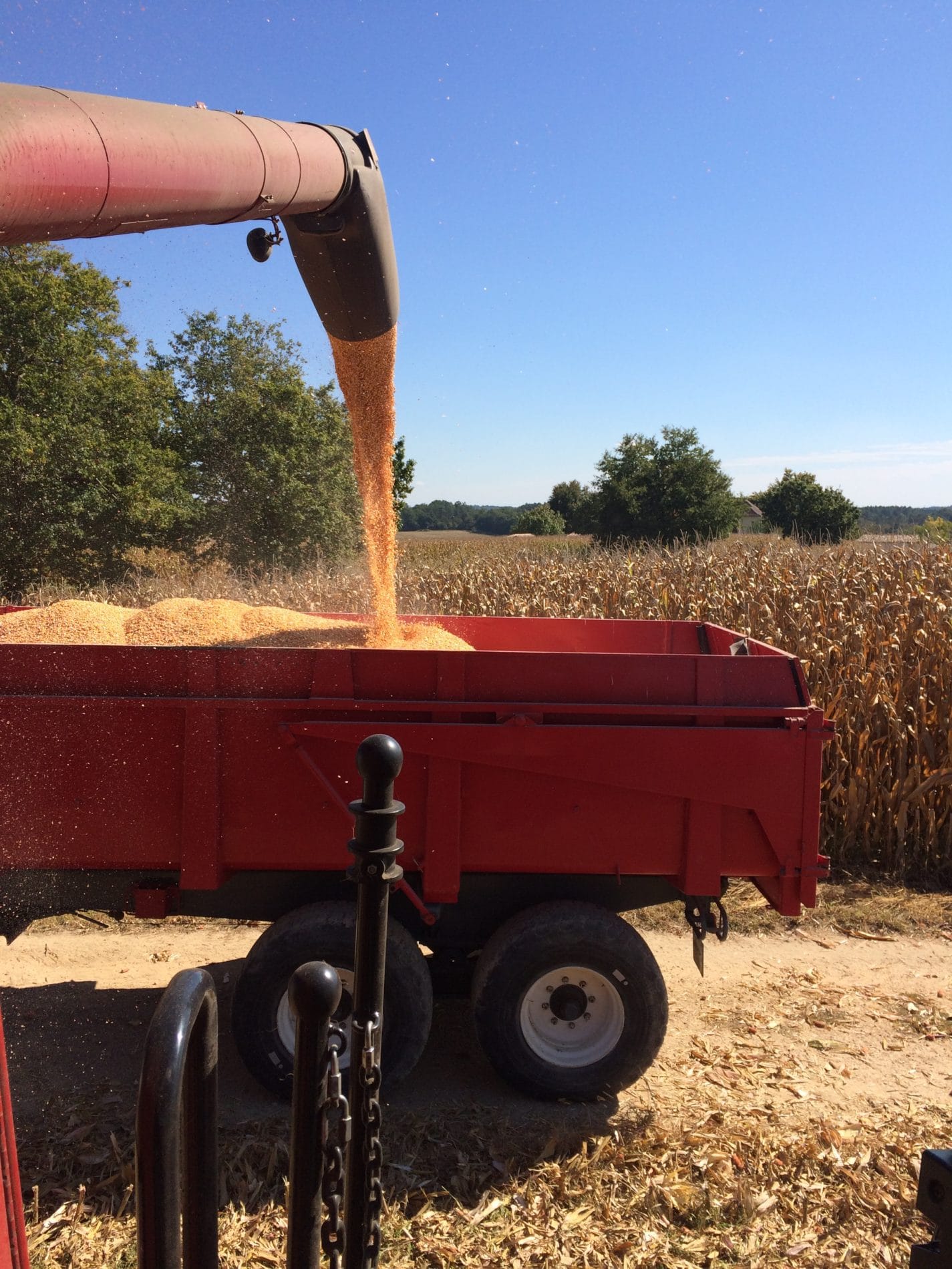 Chargement remorque maïs grain