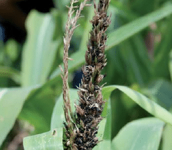 Charbon des inflorescences