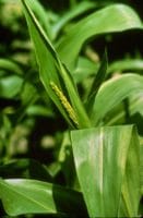 Tassel is visible in the whorl