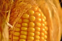 Apparition de la lentille vitreuse (variétés cornées et cornées dentées) • Apparition de la dépression au sommet du grain (variétés dentées)